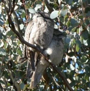 Podargus strigoides at Queanbeyan West, NSW - 23 Jul 2023