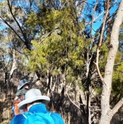 Exocarpos cupressiformis (Cherry Ballart) at Namadgi National Park - 22 Jul 2023 by VanceLawrence