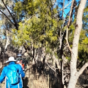 Exocarpos cupressiformis at Rendezvous Creek, ACT - 22 Jul 2023