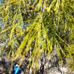 Exocarpos cupressiformis at Rendezvous Creek, ACT - 22 Jul 2023