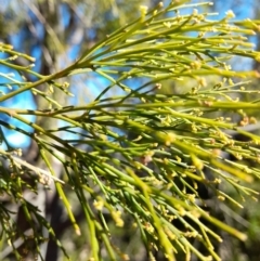 Exocarpos cupressiformis at Rendezvous Creek, ACT - 22 Jul 2023