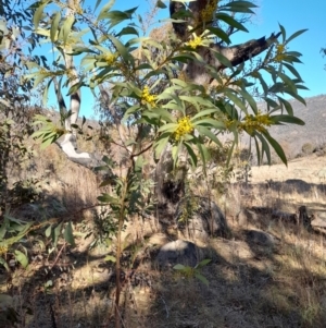 Acacia rubida at Rendezvous Creek, ACT - 22 Jul 2023