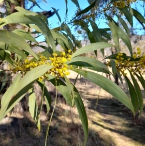 Acacia rubida at Rendezvous Creek, ACT - 22 Jul 2023