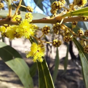 Acacia rubida at Rendezvous Creek, ACT - 22 Jul 2023