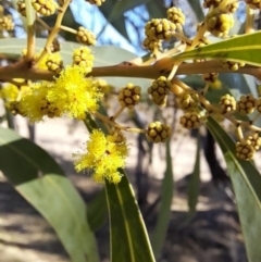 Acacia rubida at Rendezvous Creek, ACT - 22 Jul 2023