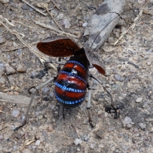 Acripeza reticulata at Rendezvous Creek, ACT - 19 Apr 2023 02:22 PM