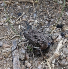 Acripeza reticulata at Rendezvous Creek, ACT - 19 Apr 2023