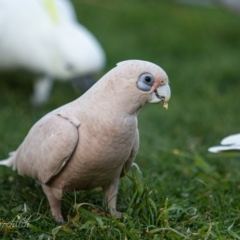 Cacatua sanguinea (Little Corella) at Page, ACT - 16 Jul 2023 by Cristy1676