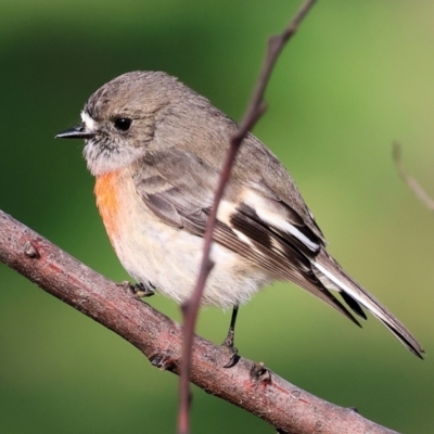 Petroica boodang (Scarlet Robin) at Wodonga - 23 Jul 2023 by KylieWaldon