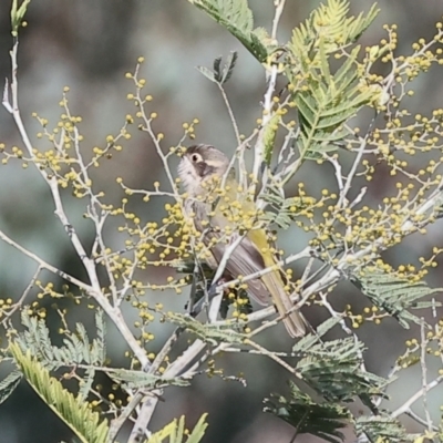 Melithreptus brevirostris (Brown-headed Honeyeater) at Wodonga, VIC - 23 Jul 2023 by KylieWaldon
