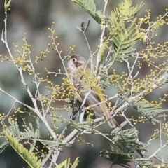Melithreptus brevirostris (Brown-headed Honeyeater) at Wodonga, VIC - 23 Jul 2023 by KylieWaldon