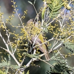 Melithreptus brevirostris at Wodonga, VIC - 23 Jul 2023