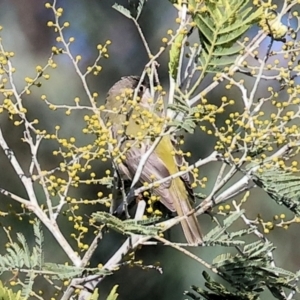 Melithreptus brevirostris at Wodonga, VIC - 23 Jul 2023
