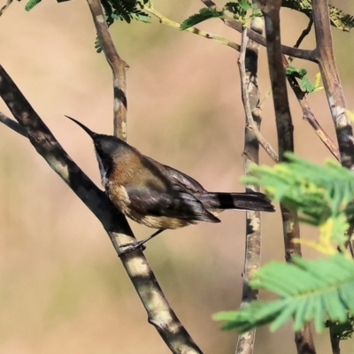 Acanthorhynchus tenuirostris (Eastern Spinebill) at WREN Reserves - 23 Jul 2023 by KylieWaldon