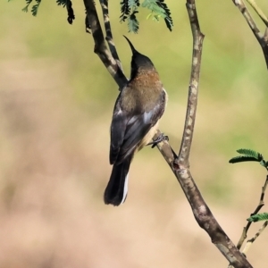 Acanthorhynchus tenuirostris at Wodonga, VIC - 23 Jul 2023