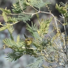 Acanthiza nana (Yellow Thornbill) at Wodonga - 23 Jul 2023 by KylieWaldon