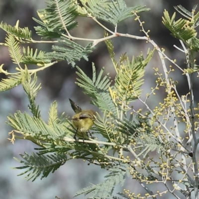 Acanthiza nana (Yellow Thornbill) at Wodonga - 23 Jul 2023 by KylieWaldon