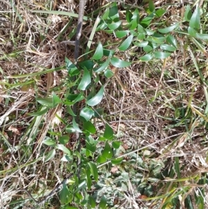 Asparagus asparagoides at Tarago, NSW - 23 Jul 2023