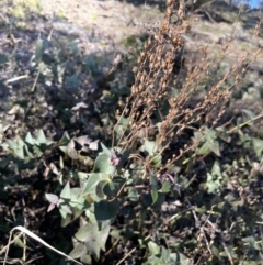 Veronica perfoliata (Digger's Speedwell) at Kowen, ACT - 22 Jul 2023 by JaneR