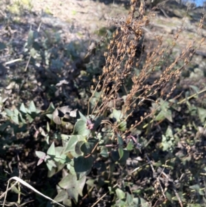 Veronica perfoliata at Kowen, ACT - 22 Jul 2023