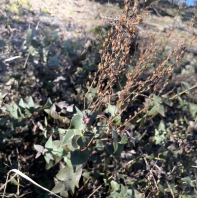 Veronica perfoliata (Digger's Speedwell) at Kowen, ACT - 22 Jul 2023 by JaneR