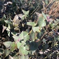 Veronica perfoliata at Kowen, ACT - 22 Jul 2023