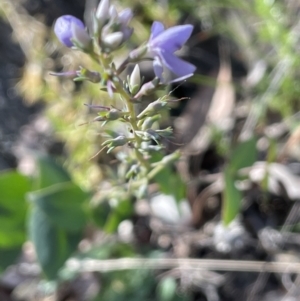 Veronica perfoliata at Kowen, ACT - 22 Jul 2023 02:20 PM