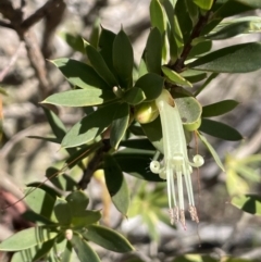 Styphelia triflora (Five-corners) at Kowen, ACT - 22 Jul 2023 by JaneR