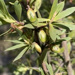 Styphelia triflora at Kowen, ACT - 22 Jul 2023