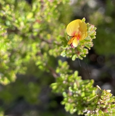 Pultenaea microphylla (Egg and Bacon Pea) at Kowen Escarpment - 22 Jul 2023 by JaneR