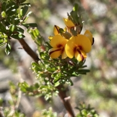 Pultenaea microphylla at Kowen, ACT - 22 Jul 2023