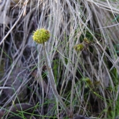 Hydrocotyle laxiflora at Jerrabomberra, NSW - 21 Apr 2023 02:38 PM