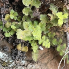 Pleurosorus rutifolius (Blanket Fern) at Kowen Escarpment - 22 Jul 2023 by JaneR