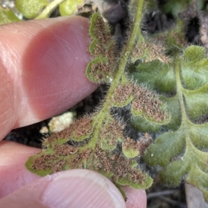 Asplenium subglandulosum at Kowen, ACT - 22 Jul 2023