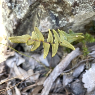 Pellaea calidirupium (Hot Rock Fern) at Kowen, ACT - 22 Jul 2023 by JaneR