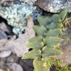 Pellaea calidirupium at Kowen, ACT - 22 Jul 2023