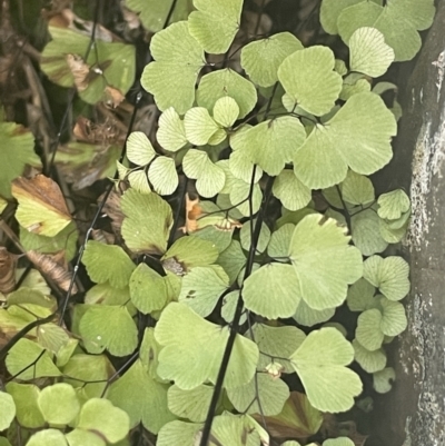 Adiantum aethiopicum (Common Maidenhair Fern) at Kowen, ACT - 22 Jul 2023 by JaneR