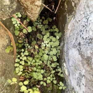 Adiantum aethiopicum at Kowen, ACT - 22 Jul 2023