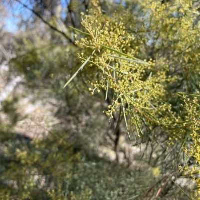 Acacia boormanii (Snowy River Wattle) at Kowen, ACT - 22 Jul 2023 by JaneR