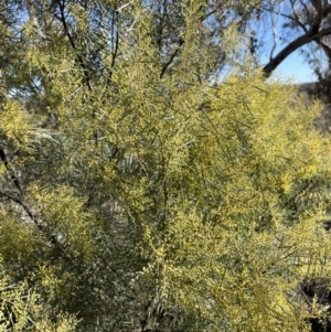 Acacia boormanii at Kowen, ACT - 22 Jul 2023