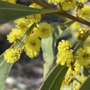 Acacia rubida at Kowen, ACT - 22 Jul 2023 02:45 PM