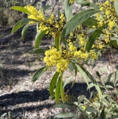 Acacia rubida at Kowen, ACT - 22 Jul 2023