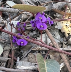 Hardenbergia violacea (False Sarsaparilla) at Kowen Escarpment - 22 Jul 2023 by JaneR