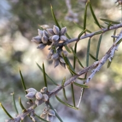 Dillwynia sieberi (Sieber's Parrot Pea) at Kowen Escarpment - 22 Jul 2023 by JaneR