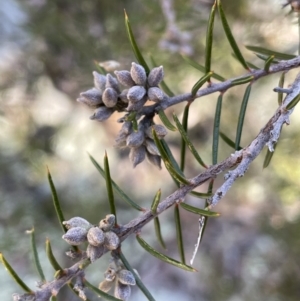 Dillwynia sieberi at Kowen, ACT - 22 Jul 2023 12:53 PM