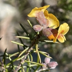 Dillwynia sieberi at Kowen, ACT - 22 Jul 2023 12:53 PM