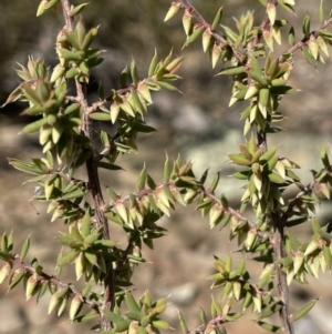 Leucopogon fletcheri subsp. brevisepalus at Kowen, ACT - 22 Jul 2023
