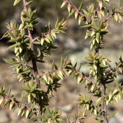 Styphelia fletcheri subsp. brevisepala (Twin Flower Beard-Heath) at Kowen, ACT - 22 Jul 2023 by JaneR