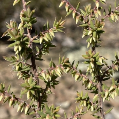 Leucopogon fletcheri subsp. brevisepalus (Twin Flower Beard-Heath) at Kowen, ACT - 22 Jul 2023 by JaneR