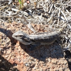 Amphibolurus muricatus (Jacky Lizard) at The Pinnacle - 3 Dec 2018 by sangio7